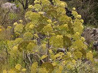 Ferula communis 25, Saxifraga-Harry Jans