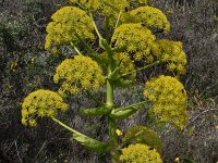 Ferula communis 28, Saxifraga-Harry Jans