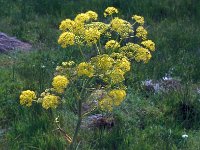 Ferula communis 29, Saxifraga-Jan van der Straaten