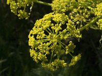 Ferula communis 3, Saxifraga-Jan van der Straaten