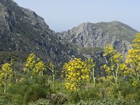 Ferula communis 5, Saxifraga-Jan van der Straaten