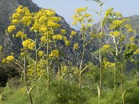 Ferula communis 6, Saxifraga-Jan van der Straaten