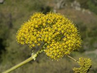 Ferula communis 7, Saxifraga-Jan van der Straaten