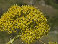 Ferula communis 8, Saxifraga-Jan van der Straaten