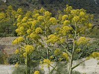 Ferula communis 9, Saxifraga-Jan van der Straaten