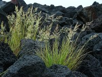 Festuca petraea