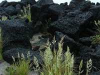 Festuca petraea 2, Saxifraga-Ed Stikvoort