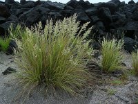 Festuca petraea 3, Saxifraga-Ed Stikvoort