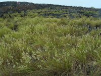 Festuca petraea 4, Saxifraga-Ed Stikvoort