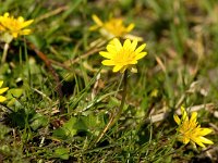 Ficaria verna 49, Speenkruid, Saxifraga-Bart Vastenhouw