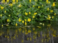 Ficaria verna ssp verna 43, Gewoon speenkruid, Saxifraga-Luuk Vermeer