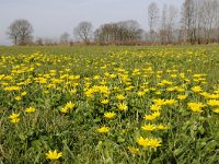 Ficaria verna ssp verna 45, Gewoon speenkruid, Saxifraga-Luuk Vermeer