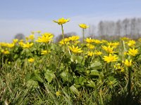 Ficaria verna ssp verna 46, Gewoon speenkruid, Saxifraga-Luuk Vermeer