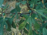 Ficus carica 26, Vijg, Saxifraga-Jan van der Straaten