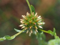 Filago germanica 2, Duits viltkruid, Saxifraga-Hans Dekker