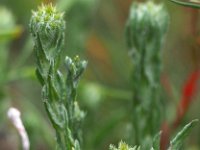 Filago germanica 3, Duits viltkruid, Saxifraga-Hans Dekker