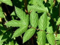 Filipendula ulmaria 77, Moerasspirea, Saxifraga-Sonja Bouwman