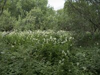 Filipendula ulmaria 83, Moerasspirea, Saxifraga-Willem van Kruijsbergen