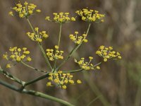 Foeniculum vulgare 22, Venkel, Saxifraga-Willem van Kruijsbergen