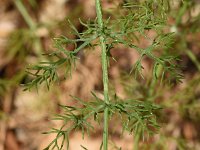 Foeniculum vulgare 23, Venkel, Saxifraga-Sonja Bouwman  Z2. Venkel - Foeniculum vulgare - Apiaceae familie