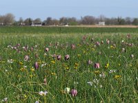 Fritillaria meleagris 48, Wilde kievitsbloem, Saxifraga-Hans Dekker