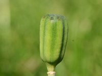 Fritillaria meleagris 53, Wilde kievitsbloem, Saxifraga-Sonja Bouwman