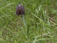 Fritillaria pyrenaica 10, Saxifraga-Willem van Kruijsbergen