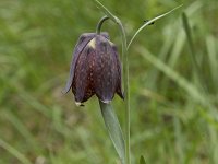 Fritillaria pyrenaica 6, Saxifraga-Willem van Kruijsbergen