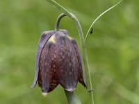 Fritillaria pyrenaica 7, Saxifraga-Willem van Kruijsbergen