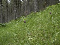 Fritillaria pyrenaica 8, Saxifraga-Willem van Kruijsbergen