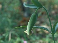 Fritillaria theoprasti