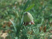 Fritillaria theoprasti 2, Saxifraga-Jan van der Straaten