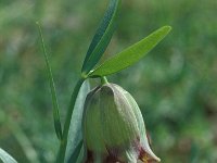 Fritillaria theoprasti 3, Saxifraga-Jan van der Straaten