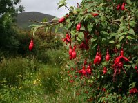 Fuchsia  magellanica