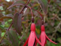 Fuchsia magellanica 2, Saxifraga-Ed Stikvoort