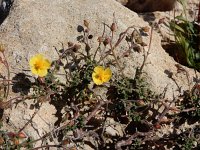 Fumana thymifolia 9, Saxifraga-Ed Stikvoort