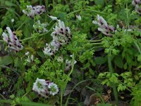 Fumaria capreolata 31, Rankende duivenkervel, Saxifraga-Harry Jans