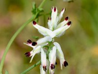 Fumaria capreolata 32, Rankende duivenkervel, Saxifraga-Sonja Bouwman  Rankende duivenkervel - Fumaria capreolata - Papaveraceae familie; Vale da Telha (Pt)