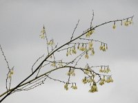 Furcraea selloana 3, Saxifraga-Ed Stikvoort