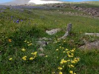 Gagea glacialis 2, Saxifraga-Ed Stikvoort