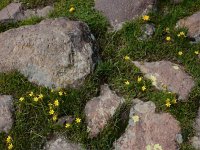 Gagea glacialis 4, Saxifraga-Ed Stikvoort