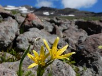 Gagea glacialis 5, Saxifraga-Ed Stikvoort