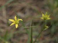 Gagea lutea 63, Bosgeelster, Saxifraga-Willem van Kruijsbergen