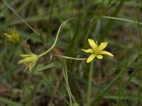 Gagea lutea 64, Bosgeelster, Saxifraga-Willem van Kruijsbergen