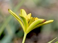 Gagea nevadensis 14, Saxifraga-Sonja Bouwman  Gagea nevadensis - Liliaceae familie