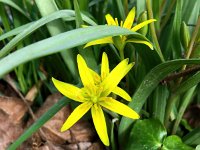 Gagea pratensis 26, Weidegeelster, Saxifraga-Bart Vastenhouw