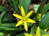 Gagea pratensis 28, Weidegeelster, Saxifraga-Bart Vastenhouw