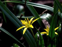 Gagea pratensis 31 Weidegeelster, Saxifraga-Bart Vastenhouw