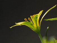 Gagea pratensis 32, Weidegeelster, Saxifraga-Hans Dekker