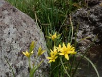 Gagea sulfurea 3, Saxifraga-Ed Stikvoort